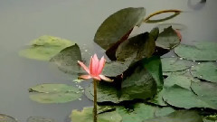 音乐短片 - My Love Serenade