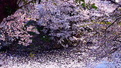 音乐短片 - Con Te Partiro