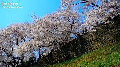 音乐短片,风景,轻音乐 - 东京千岛渊公园樱花盛开