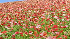 音乐短片,风景,轻音乐,初音未来 - 春暖花开(胧月)