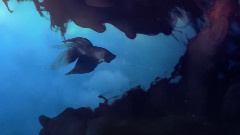 音乐短片 - Marcome - Yeku