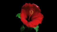 音乐短片 - Theme From Caravans