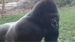 音乐短片 - Silberrucken Geht Auf Familie Los