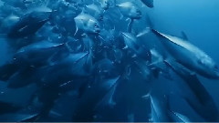 音乐短片 - 神奇大自然美丽的海洋