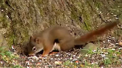 音乐短片 - Андре Леон Marie Nicolas Rieu - Нощна серенада