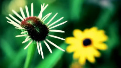 音乐短片 - 青花瓷