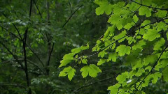 音乐短片 - 命运之水