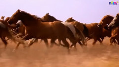 音乐短片 - Bolero