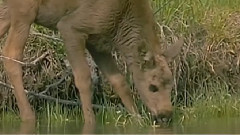 音乐短片 - Антонио Вивалди - Годишните времена Пролет Лято