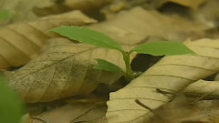 音乐短片 - 一溪新绿