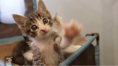 音乐短片 - Which Kitten Is The Cutest (Episode 6)