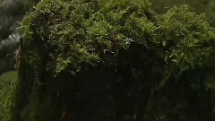 音乐短片 - 春风微雨的绿精灵