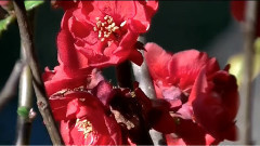 华语群星 - 湖畔紅梅