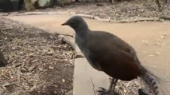 音乐短片 - Пеенето на тази птица ,ако не я видите наподобява като на лазерен пистолет в електронна игра