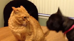 音乐短片 - The Longest Running Rivalry