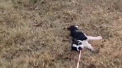 音乐短片 - This Puppy Will Do Anything To Escape Her Leash