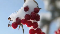 音乐短片 - Зимна Импресия § Музика Осъдени души