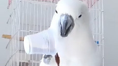 音乐短片 - Сладки Папагалчета обичат да пият кафе