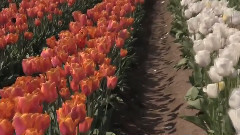 音乐短片 - Autumn Tachibana Beauty