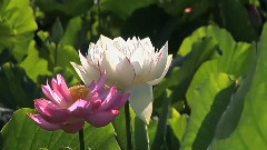 音乐短片 - 荷风送香气