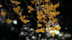 音乐短片 - 秘密花园 Home Spa