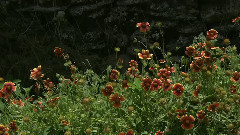 音乐短片 - 轻声细语