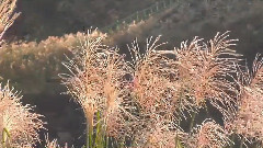 音乐短片 - 风的呼吸