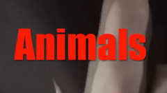 EXO-K,EXO - Animals