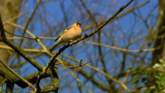 音乐短片 - 春天的曙光