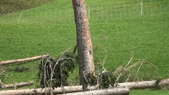 音乐短片 - The Flying Forest