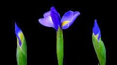 音乐短片 - Hermosas Flores Abriendose