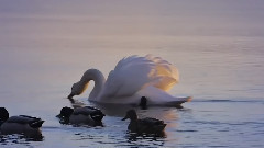 音乐短片,Andre Rieu - Romance - Evening Serenade