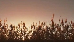 音乐短片,风景 - 冷秋