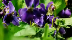 石进,音乐短片 - 花的微笑