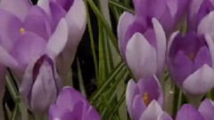 Andre Rieu - Spring Flowers