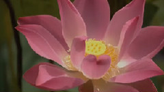 音乐短片,风景,轻音乐 - 美丽的花花世界