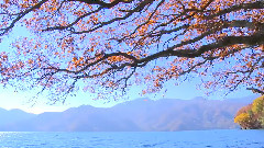 轻音乐 - Lake in Autumn Beautiful Scenery Beautiful Old Tree