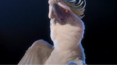 Jemaine Clement - Pretty Bird