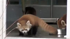 搞笑音乐 - 小浣熊猫被吓翻了