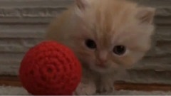 搞笑音乐 - Kitten Dance