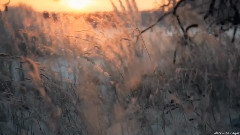 风景 - Winter Dream