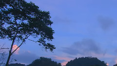 音乐短片,风景,轻音乐 - 大自然风光之梦幻森林