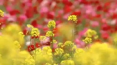 Enigma - Light Of Your Smile