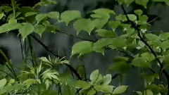 Deep Green Summer