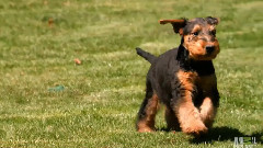 Goat Herds Adventurous Puppy Back Home