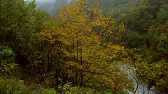音乐短片,风景,轻音乐 - 大自然风光之丛林深处