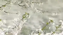 樱飞雪舞 姬神