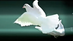 欧美群星 - Fly Away
