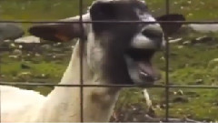 音乐短片,Crazy Frog,搞笑音乐 - Axel F (Goat Remix)