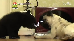 SPICA - Cats And Dogs 2 Spica Cut 1
